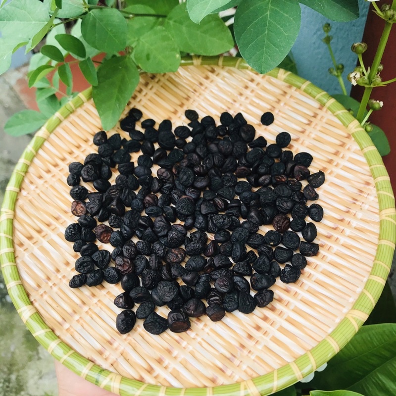 Hạt Dổi Nếp [ NỮ HOÀNG GIA VỊ TÂY BẮC ]