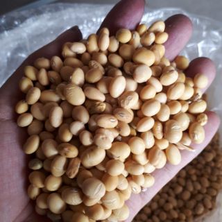 Đậu tương việt nam