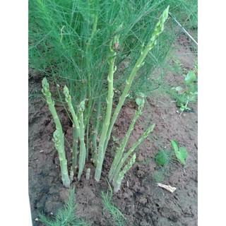 hạt giống măng tây xanhTỉ lệ nảy mầm : trên 90%