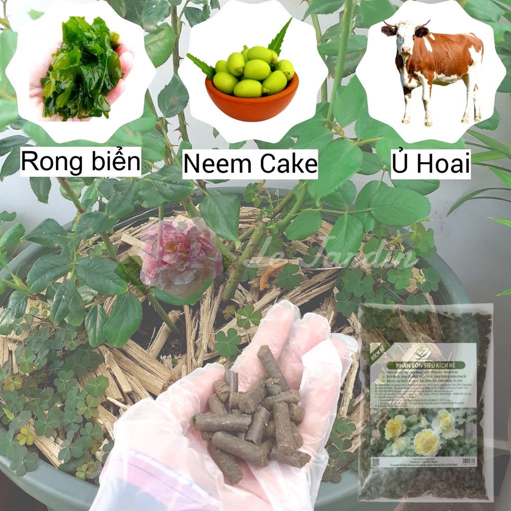 [ COMBO CHĂM SÓC TOÀN DIỆN ] Phân Trùn Quế + Rong Biển + Dịch Đậu Nành - Trứng - Chuối - Humic + Giấm Gỗ + Neem Oil