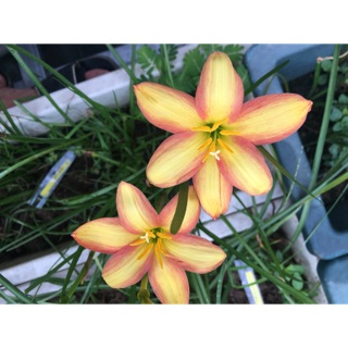 Huệ mưa Island Brezze củ teen