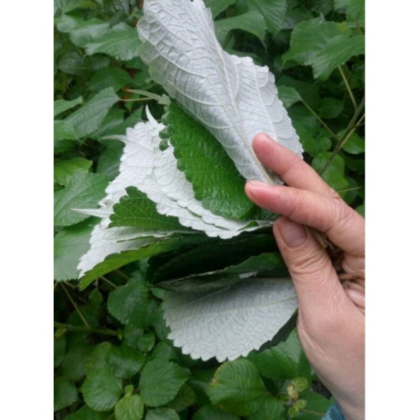 Củ Gai Tươi Dưỡng Thai, An Thai