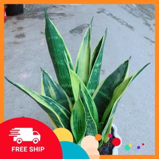 Chậu Lưỡi Hổ Hoàng Kim