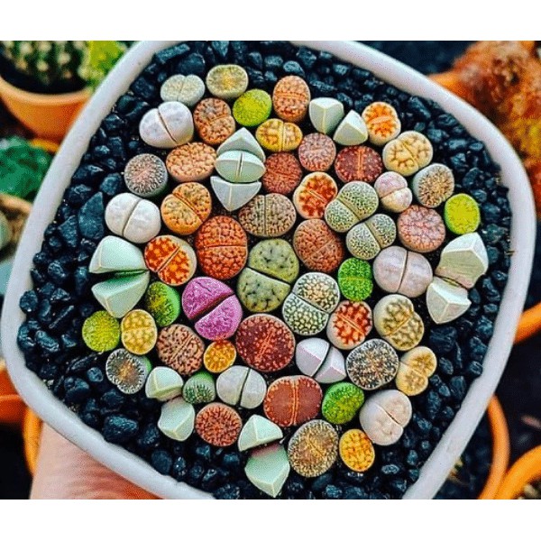 (Mua 5 Tặng 1) Sen Đá Lithops, Sen Mông, Sen Thạch Lan Mini Siêu Xinh Xắn, Dễ Chăm Sóc Cực Kỳ