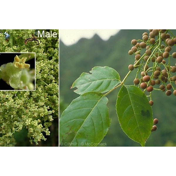 CÂY NHỘI GIỐNG -cam kết giống chuẩn đảm bảo