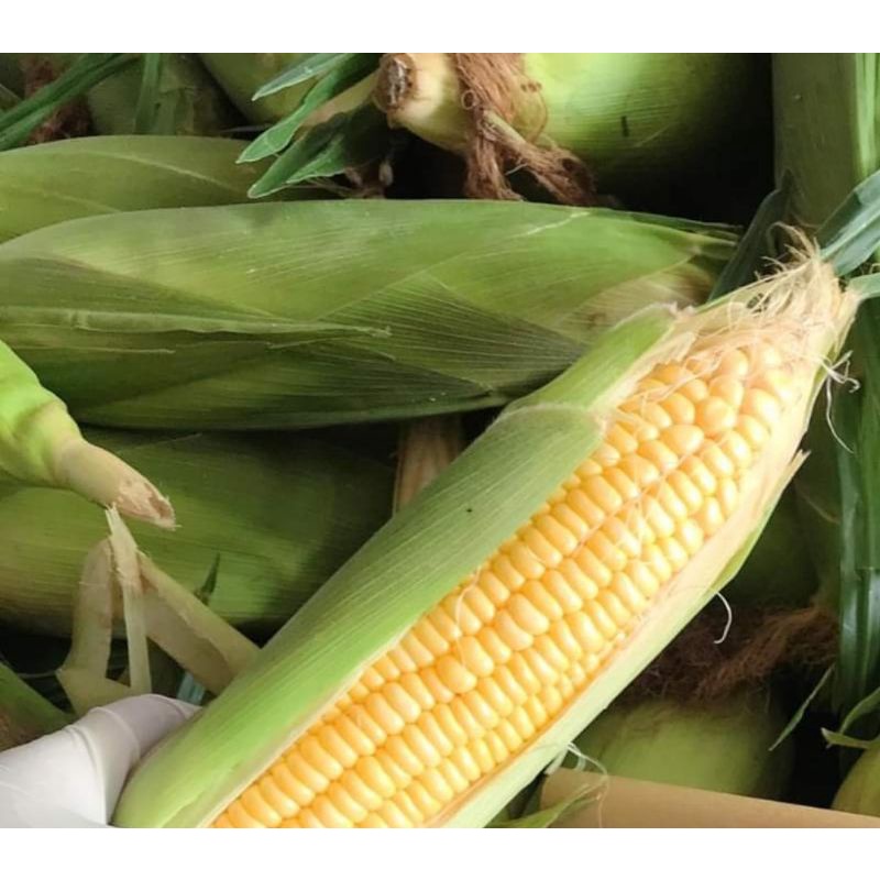 bắp mỹ 8k / 1 trái / bán trong tphcm