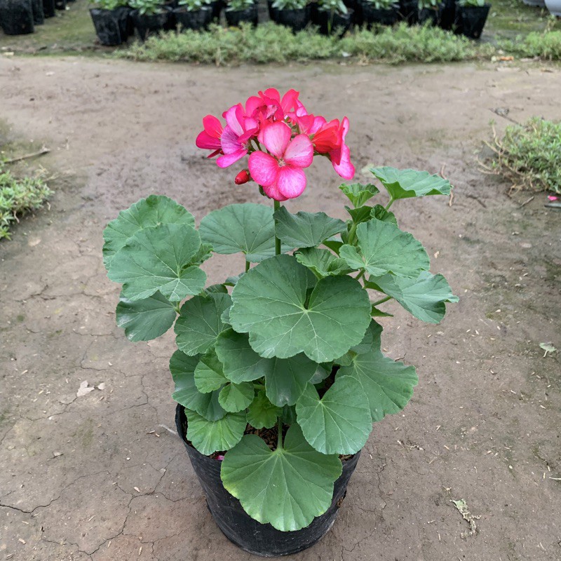 Cây hoa Phong Lữ nhiều màu sắc rực rỡ cao 20cm, cây hoa Tết trồng ban công, sân vườn, mang đến may mắn và tài lộc