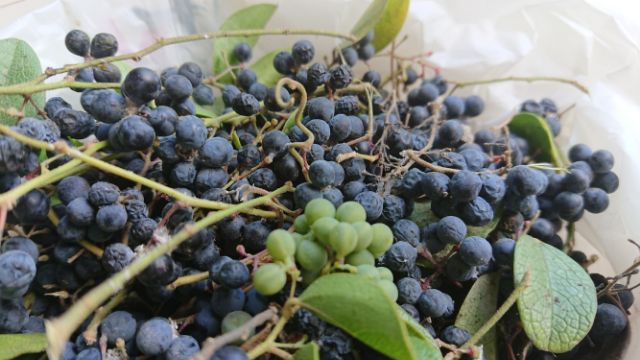 Hạt giống lá sương sâm trơn