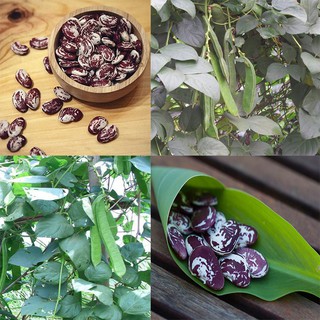 Gói 10 hạt giống đậu ngự 100% nảy mầm