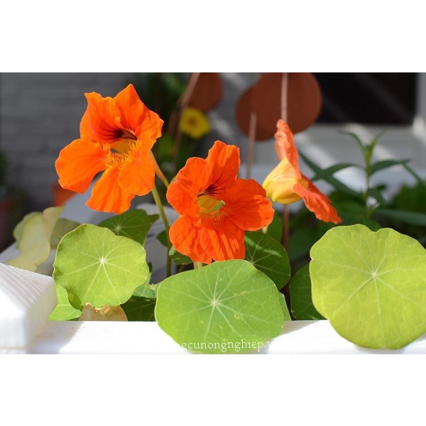 Hạt Giống Hoa Sen Cạn F1 loại mix nhiều màu hoa nở đẹp dễ trồng