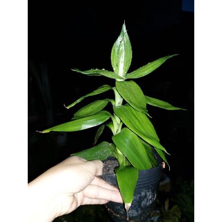 chậu phát tài búp sen, cao 20cm