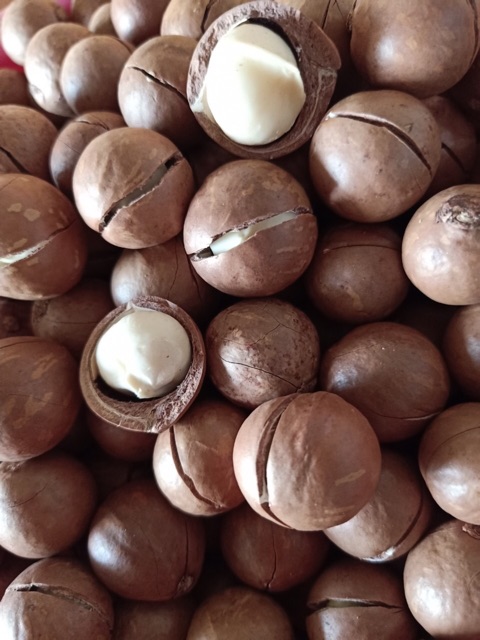 500g Hạt macca DAKLAK SZ 25-28 loại 1