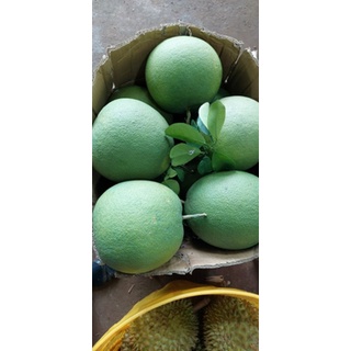 Bưởi da xanh ruột đỏ