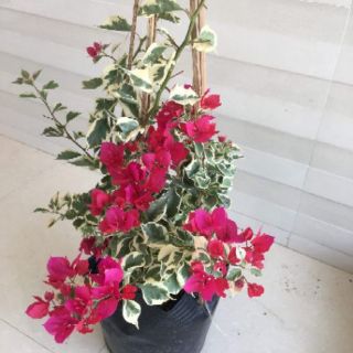 Cây 🌲 Giấy Cẩm Thach đỏ ( siêu hoa)