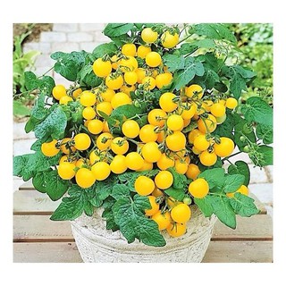 CHẬU CÂY CÀ CHUA BI - CHẬU CÂY GIỐNG