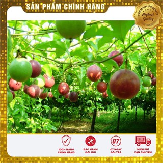 HẠT GIỐNG CHANH DÂY TÍM