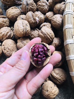 QUẢ ÓC CHÓ ĐỎ ( ÓC CHÓ MỸ )( 1kg)