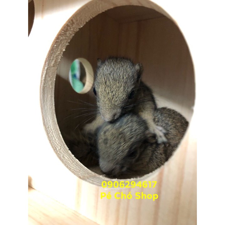 Nhà Ngủ GỖ treo CAO CẤP cho Sóc Đất ,Sóc Bông,bay...