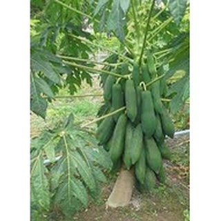 #Hạt_giống_đu_đủ