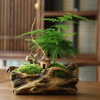 Cây Thuỷ Tùng mini cho bể bán cạn,terrarium
