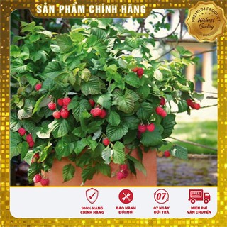 Hạt Giống Mâm Xôi Đỏ Phúc bồn tử 30 hạt