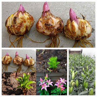 COMBO 3 CỦ HOA LY LÙN- HOA  SIÊU ĐẸP-ĐỦ MÀU