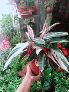 Cây Chuối Hoàng Yến