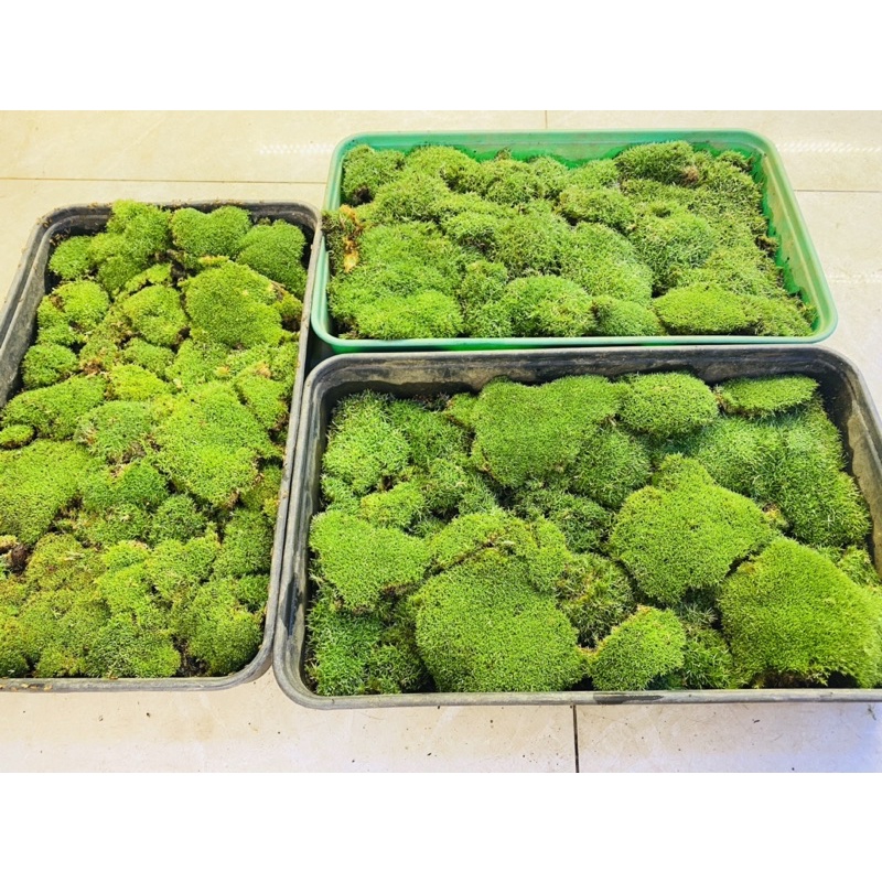 Rêu cỏ, rêu siêu bền thích hợp trồng bình terrarium, bán cạn, non bộ, tiểu cảnh, paludarium