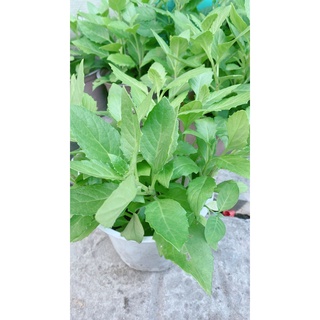 Cây rau bầu đất