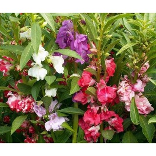 Hạt giống hoa móng tay -  Rau củ quả trồng tại vườn, sân thượng, nông trang, ban công