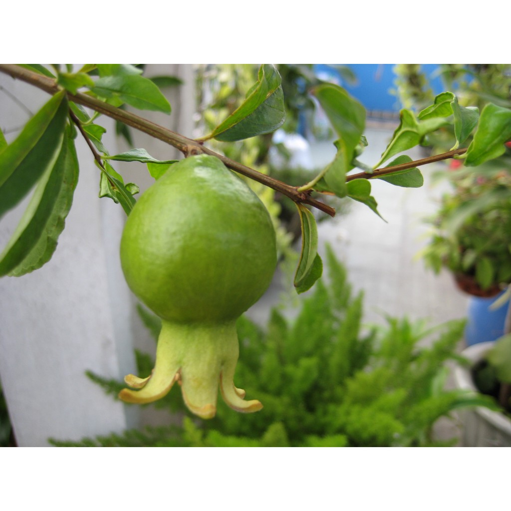 Cây giống Lựu Trắng