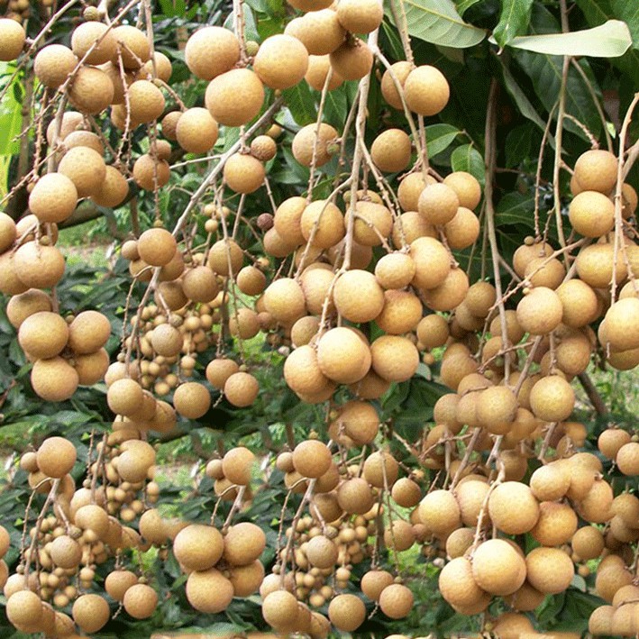 Nhãn Xuồng quả to ngon ngọt Bao ăn từng trái