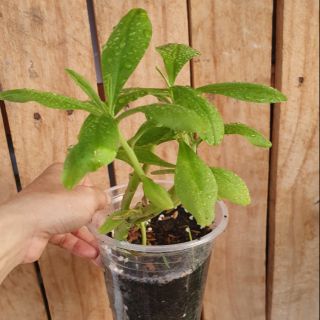 Cây giống sâm đất (cây sam)