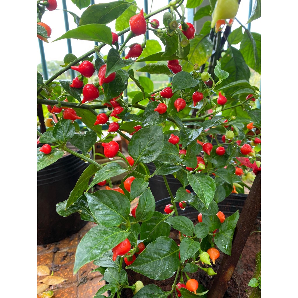 Combo 8Trái Ớt tươi Biquinho Red