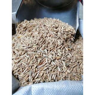 1 kg thóc cho gà , chim , chuột
