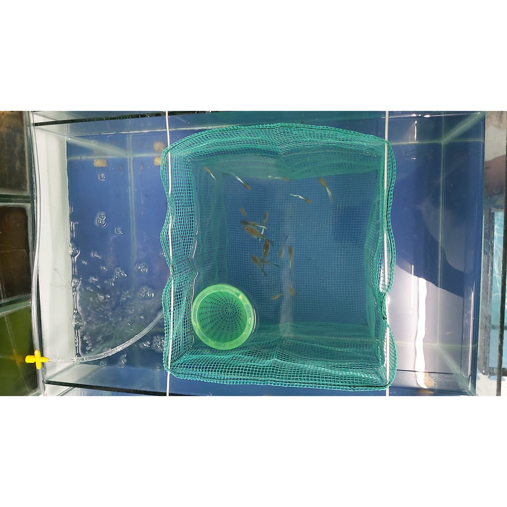 Lồng đẻ guppy