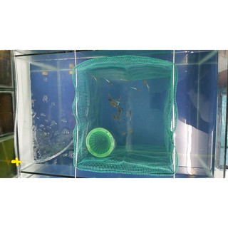 Lồng đẻ guppy