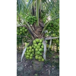 Dừa xiêm lùn ( CHUẨN GIỐNG F1 SIÊU SỚM)