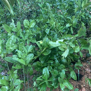 Giống Cây Chanh Ta ( ĐÃ CÓ QUẢ)