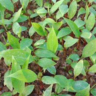 Cây chuối đỏ đacca giống cấy mô học viện nông nghiệp VN