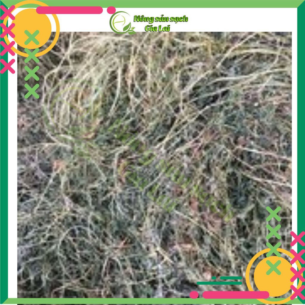 Cây khổ qua rừng hỗ trợ trị tiểu đường | BigBuy360 - bigbuy360.vn