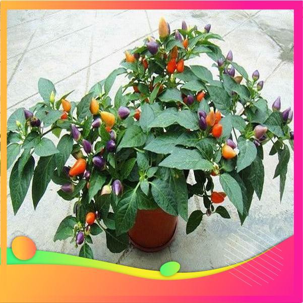 Hạt Giống Ớt Ngũ Sắc - 30 Hạt  VIETGAR
