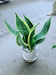 Chậu Lưỡi Hổ Cao