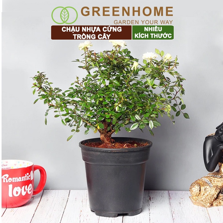 Chậu nhựa trồng cây Greenhome, nhiều size, nhựa cứng, thoát nước tốt, đa dạng kích thước trồng cây, hoa, kiểng lá