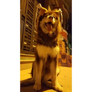 Nơ đùi gà cho chó mèo