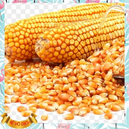 Bắp hạt sấy khô  dùng làm thức ăn cho gia cầm