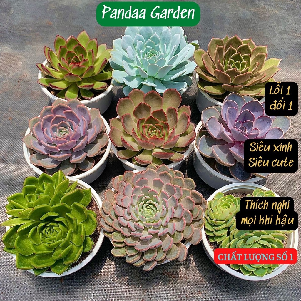 Sen đá combo 6 cây size tô 12-15cm, xuất xứ Đà Lạt khoẻ đẹp, thích nghi mọi khí hậu, lỗi 1 đổi 1