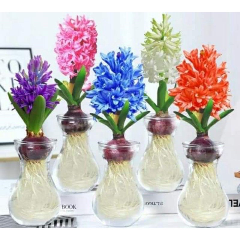 Củ hoa tiên ông HOA TẾT