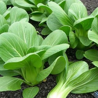Hạt Giống Cải Chíp Ngọt( gói 20gram)