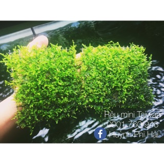 Rêu thủy sinh Mini Taiwan xanh sạch đẹp không rêu hại rêu tạp vĩ 10x10cm